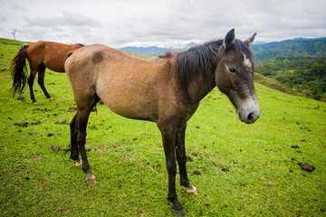 Naklejka na ściany i meble HORSE IN GREEN MOUNTAIN