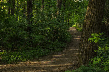 Soft focus deep forest nature landscape with lonely trail