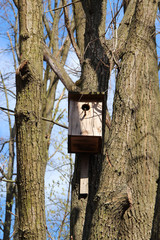 Nest box between trees in spring. Birdhouse