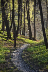 Naklejka premium Park alley walkway pathway trees spruce birch sky grove forest blue green grass flora nature landscape stones arch building greenery oxygen lantern bridge lake season sunset