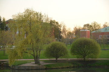 Park alley walkway pathway trees spruce birch sky grove forest blue green grass flora nature landscape stones arch building greenery oxygen lantern bridge lake season sunset