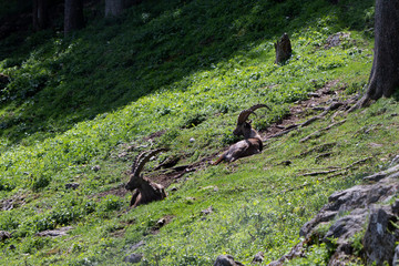 Steinböcke auf der hohen Wand