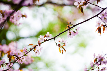 桜