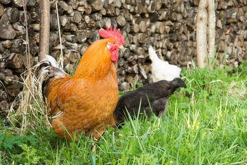 colorful cock in the grass on the background of the palancers, white and black hens pecking green grass