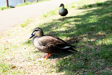 鴨