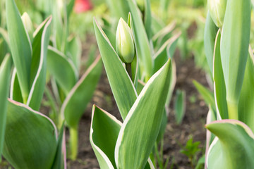 growing green tulips in the open field, nature abstract background