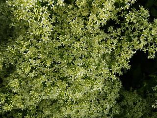  Wildflowers green and white background 