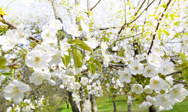 Распустились белые цветы на ветках яблони весной в солнечный день.