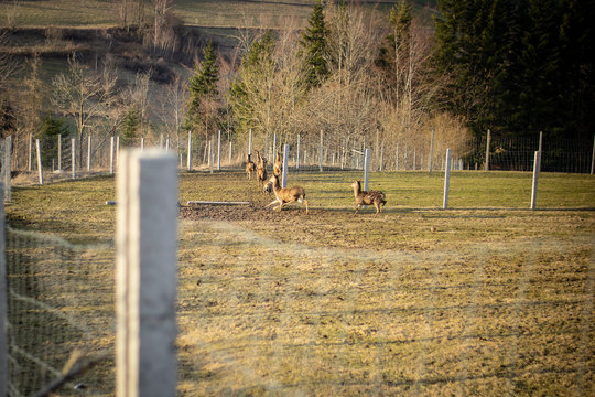 Nature roe-deer