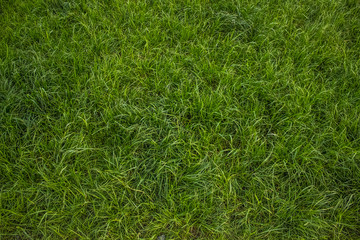 Fototapeta premium Soft focus green grass background texture with empty space for copy or text