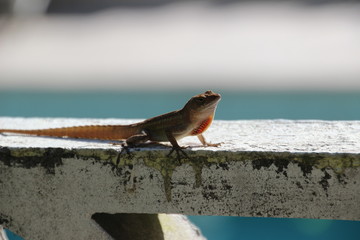 süßer Gekko in der Sonne auf einer kleinen Mauer
