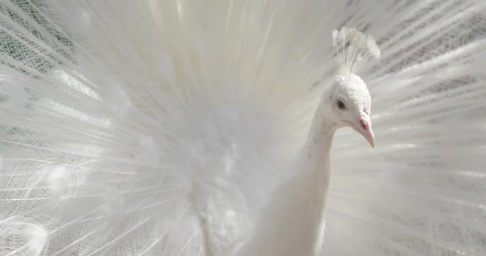 the white peacock shakes his open tail