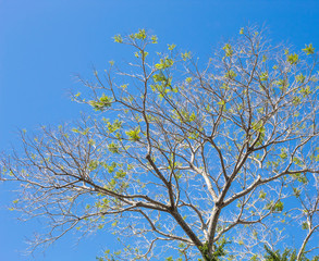 Blue Sky on a sunny day