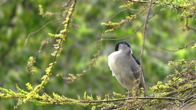 Garza Huaco (Nycticorax nycticorax)