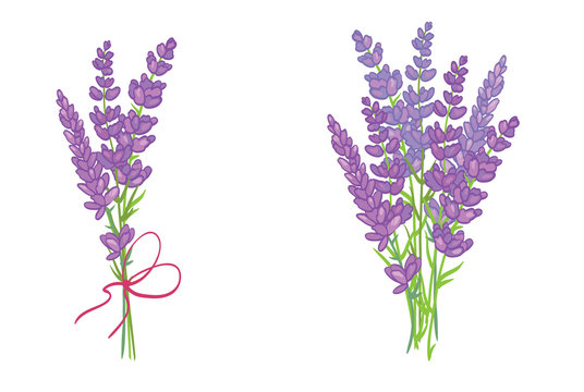 Set of two adorable lavender flowers bouquets. Beautiful violet lavender flowers collection. Graphic design elements.