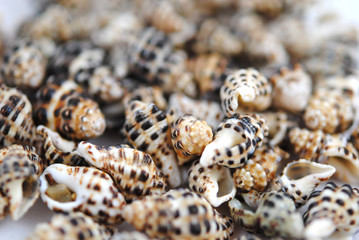 Different colors and size shells close-up on white background