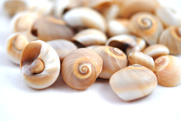 Different colors and size shells close-up on white background