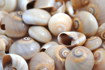 Different colors and size shells close-up on white background