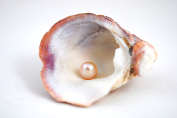 Different shells and alone pearl close-up on white background