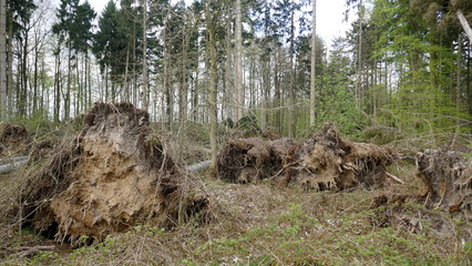 Umgestürzte, entwurzelte Bäume in einem Waldgebiet nach einem schweren Unwetter.