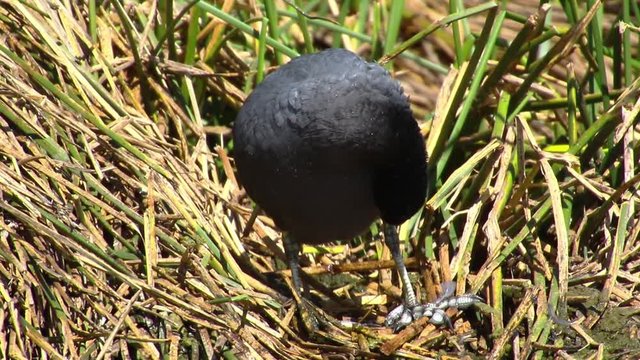Focha andina (Fulica ardesiaca)