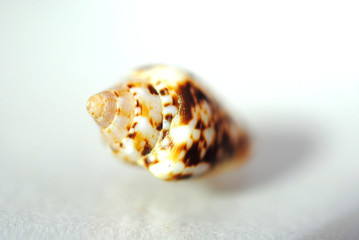 Alone nice shell close-up on white background