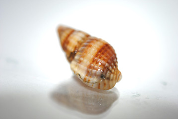 Alone nice shell close-up on white background