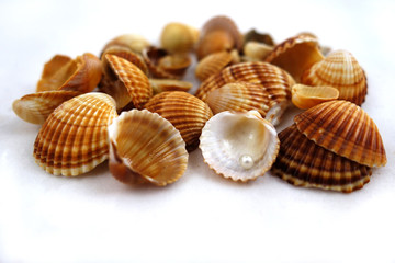 Different shells and alone pearl close-up on white background