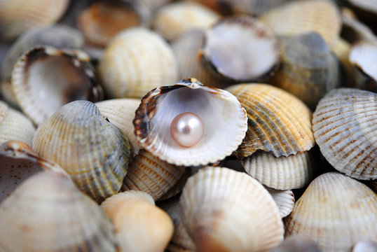 Different shells and alone pearl close-up on white background