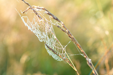 Spider web in drops of morning dew