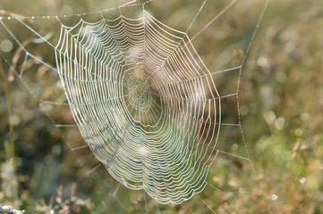 Spider web in drops of morning dew