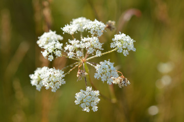 White flower close-up with drops of mornind dew