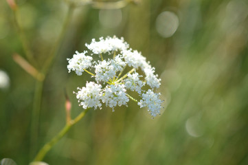 White flower with drops of morning dew close-up