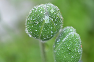 Poppy flower bud with after rain close-up