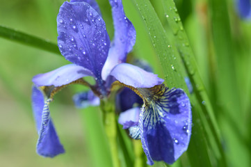 Iris flower in drops of morning dew
