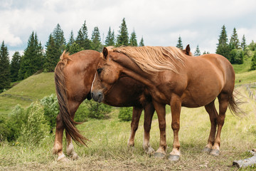 Fototapeta premium Horse in a pasture in the mountain valley. beautiful picturesque mountain landscape. Carpathians