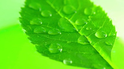 Droplets on green leaf