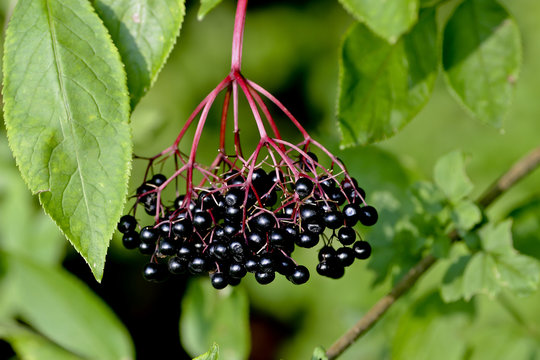 Reife Beeren des Schwarzen Holunder (Sambucus) im Sp&auml;tsommer