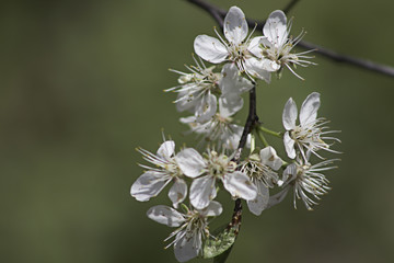 White Flowers