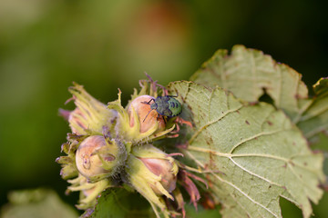 Grüne Stinkwanze (Palomena prasina) aufHaselnüssen (Corylus avellana)