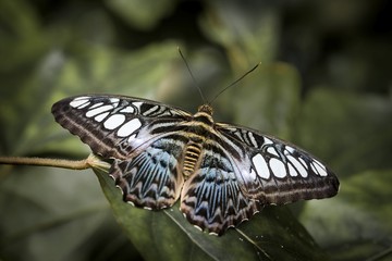 Beautiful butterfly Parthenos sylvia (Nymphalidae)