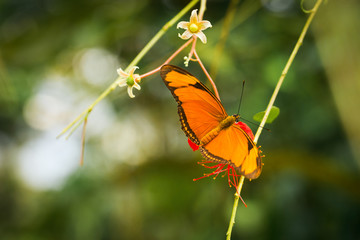 The Butterfly Flame (Dryas Julia)