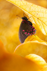 Butterfly under the leaf