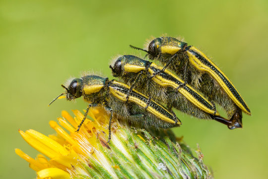 Escarabajos joya montados de a tres sobre una flor
