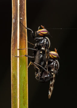Moscas de ojos llamativos apareandose en un junco 
