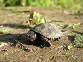 Baby European Pond Turtle on human finger