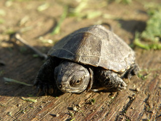 Baby European Pond Turtle on human finger