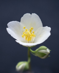 White delicate flower background 