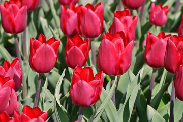 Tulpe Merry Christmas (Tulipa, Liliaceae), Blüten im Frühling, Frühlingsblumen