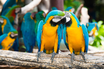 A pair of blue-and-yellow macaws perching at wood branch in jungle. Colorful macaw birds in forest.